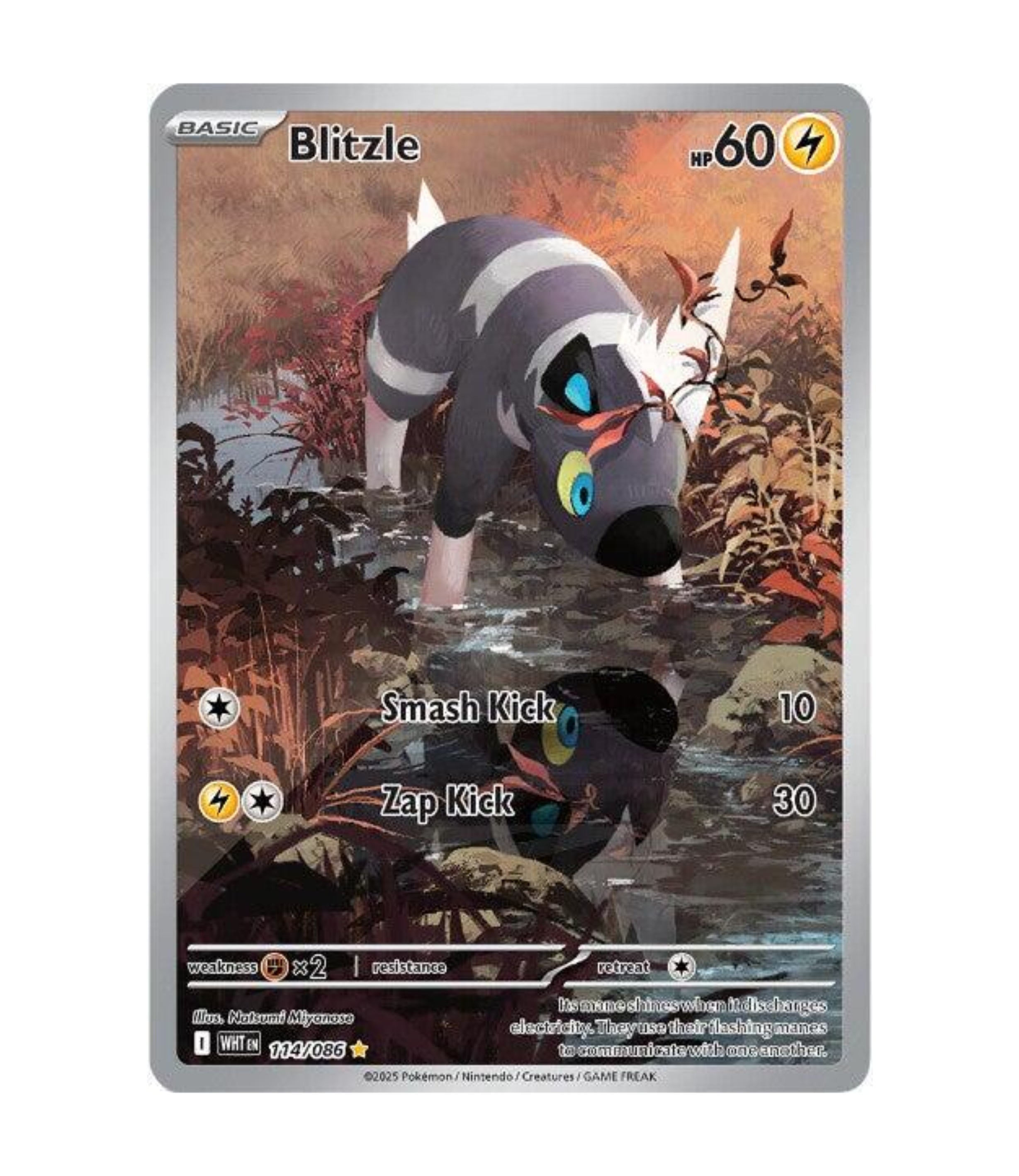 Blitzle (WHT 114) C-ENG-1